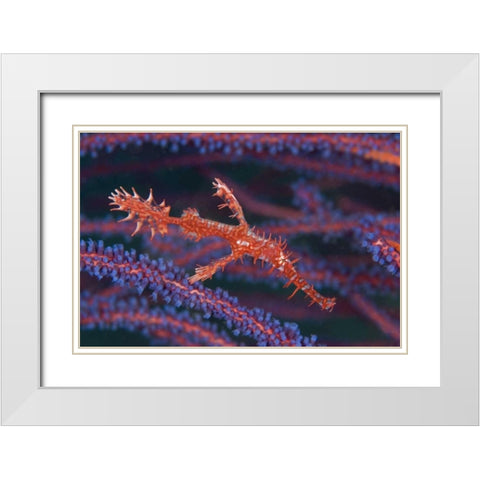 Pipefish among sea whips, Triton Bay, Indonesia White Modern Wood Framed Art Print with Double Matting by Shimlock, Jones