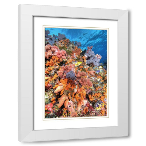 Indonesia, Papua Vibrant coral Reef Scenic White Modern Wood Framed Art Print with Double Matting by Shimlock, Jones