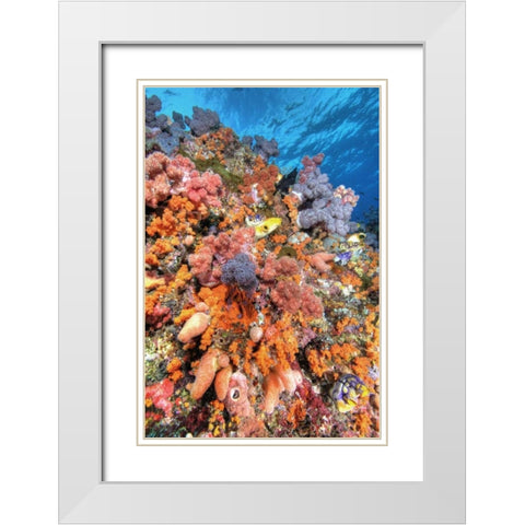 Indonesia, Papua Vibrant coral Reef Scenic White Modern Wood Framed Art Print with Double Matting by Shimlock, Jones