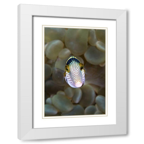 Front close-up of pufferfish, Ambon, Indonesia White Modern Wood Framed Art Print with Double Matting by Shimlock, Jones