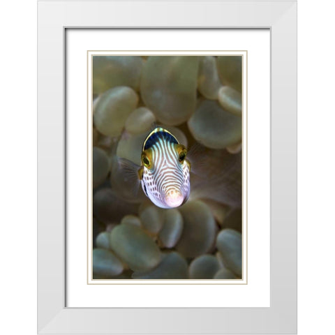 Front close-up of pufferfish, Ambon, Indonesia White Modern Wood Framed Art Print with Double Matting by Shimlock, Jones