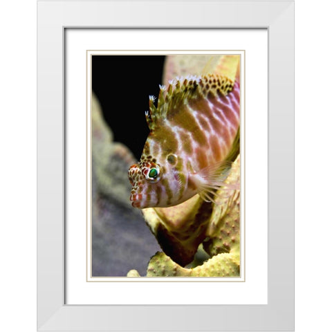 Hawkfish among corals, Ambon, Indonesia White Modern Wood Framed Art Print with Double Matting by Shimlock, Jones