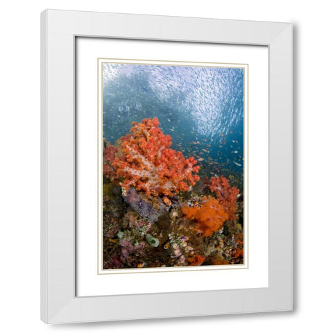 Fish swims by coral, Triton Bay, Papua, Indonesia White Modern Wood Framed Art Print with Double Matting by Shimlock, Jones