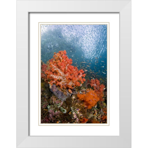 Fish swims by coral, Triton Bay, Papua, Indonesia White Modern Wood Framed Art Print with Double Matting by Shimlock, Jones