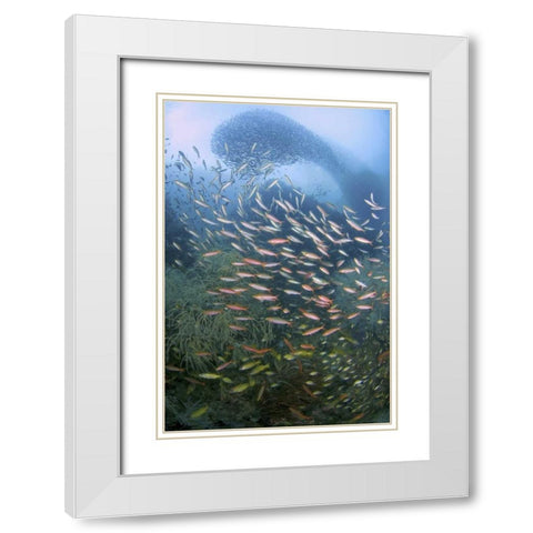 Schooling fish over black coral, Papua, Indonesia White Modern Wood Framed Art Print with Double Matting by Shimlock, Jones