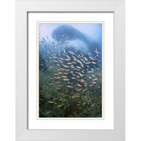 Schooling fish over black coral, Papua, Indonesia White Modern Wood Framed Art Print with Double Matting by Shimlock, Jones