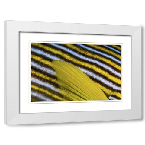 Sweetlip scales, Fak Fak, Papua, Indonesia White Modern Wood Framed Art Print with Double Matting by Shimlock, Jones