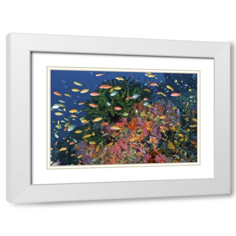 Reef scenic, Triton Bay, Papua, Indonesia White Modern Wood Framed Art Print with Double Matting by Shimlock, Jones