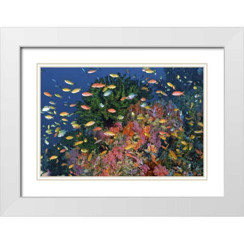 Reef scenic, Triton Bay, Papua, Indonesia White Modern Wood Framed Art Print with Double Matting by Shimlock, Jones