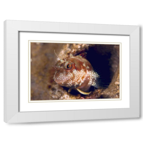 Blenny fish, Triton Bay, Papua, Indonesia White Modern Wood Framed Art Print with Double Matting by Shimlock, Jones