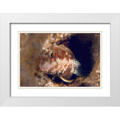 Blenny fish, Triton Bay, Papua, Indonesia White Modern Wood Framed Art Print with Double Matting by Shimlock, Jones