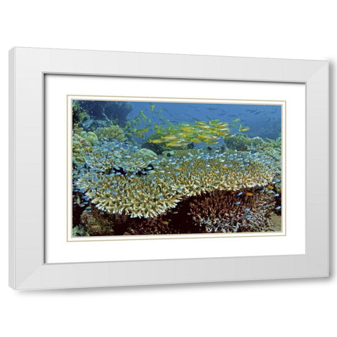 Damselfish and snappers, Misool, Papua, Indonesia White Modern Wood Framed Art Print with Double Matting by Shimlock, Jones