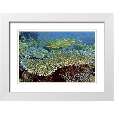 Damselfish and snappers, Misool, Papua, Indonesia White Modern Wood Framed Art Print with Double Matting by Shimlock, Jones