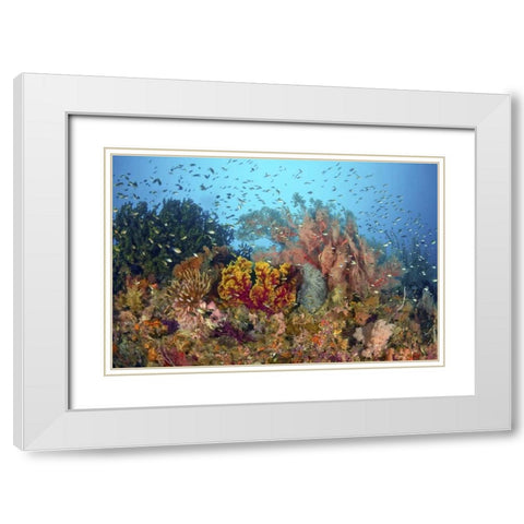 Diverse reef life, Misool, Raja Ampat, Indonesia White Modern Wood Framed Art Print with Double Matting by Shimlock, Jones