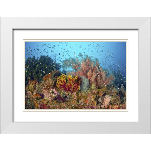 Diverse reef life, Misool, Raja Ampat, Indonesia White Modern Wood Framed Art Print with Double Matting by Shimlock, Jones