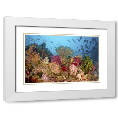 Diverse reef life, Misool, Raja Ampat, Indonesia White Modern Wood Framed Art Print with Double Matting by Shimlock, Jones
