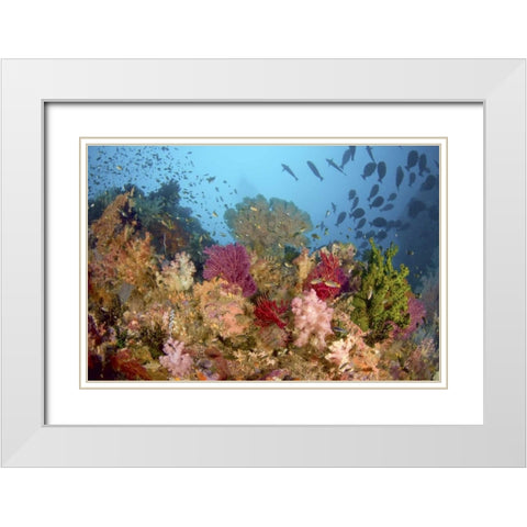 Diverse reef life, Misool, Raja Ampat, Indonesia White Modern Wood Framed Art Print with Double Matting by Shimlock, Jones
