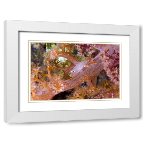 Goby fish in soft corals, Papua, Indonesia White Modern Wood Framed Art Print with Double Matting by Shimlock, Jones