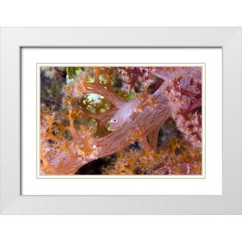 Goby fish in soft corals, Papua, Indonesia White Modern Wood Framed Art Print with Double Matting by Shimlock, Jones