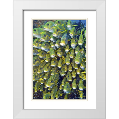 Sweetlip fish, Raja Ampat, Papua, Indonesia White Modern Wood Framed Art Print with Double Matting by Shimlock, Jones
