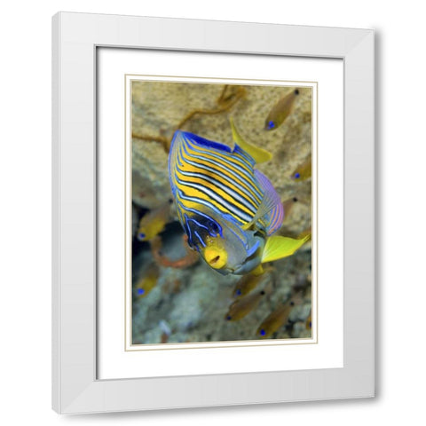 Angelfish, Raja Ampat, Papua, Indonesia White Modern Wood Framed Art Print with Double Matting by Shimlock, Jones
