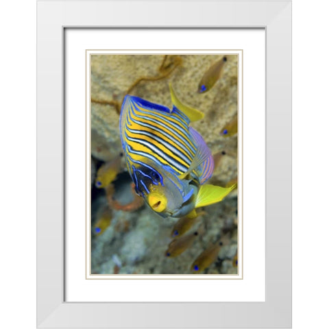 Angelfish, Raja Ampat, Papua, Indonesia White Modern Wood Framed Art Print with Double Matting by Shimlock, Jones
