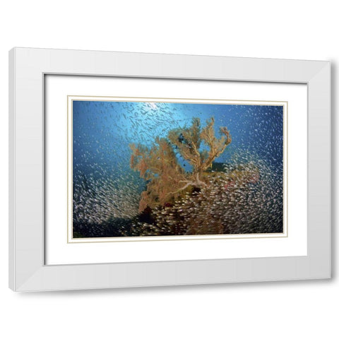 Sweeper fish school and sea fan, Papua, Indonesia White Modern Wood Framed Art Print with Double Matting by Shimlock, Jones