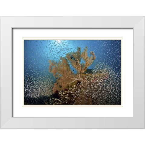 Sweeper fish school and sea fan, Papua, Indonesia White Modern Wood Framed Art Print with Double Matting by Shimlock, Jones