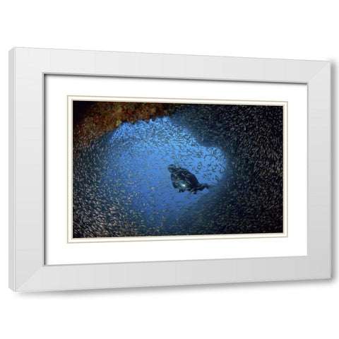 Baitfish and diver at cave, Papua, Indonesia White Modern Wood Framed Art Print with Double Matting by Shimlock, Jones