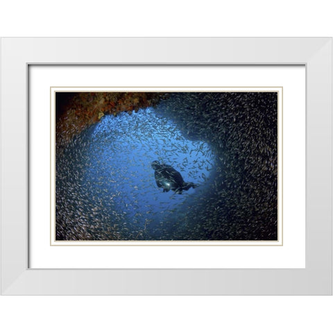 Baitfish and diver at cave, Papua, Indonesia White Modern Wood Framed Art Print with Double Matting by Shimlock, Jones