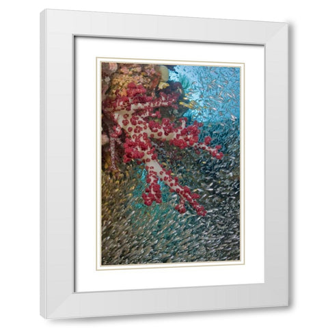 Baitfish around soft coral, Papua, Indonesia White Modern Wood Framed Art Print with Double Matting by Shimlock, Jones