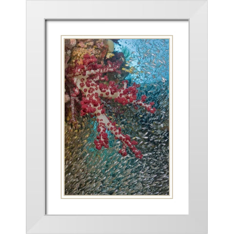 Baitfish around soft coral, Papua, Indonesia White Modern Wood Framed Art Print with Double Matting by Shimlock, Jones