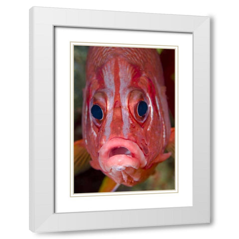 Colorful squirrelfish, Papua, Indonesia White Modern Wood Framed Art Print with Double Matting by Shimlock, Jones