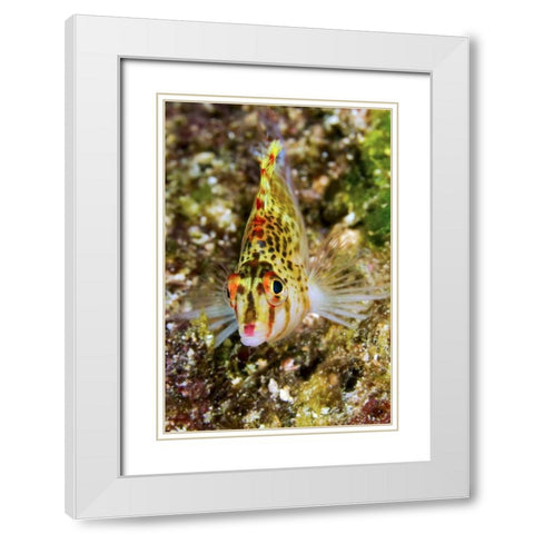 Colorful hawkfish, Raja Ampat, Papua, Indonesia White Modern Wood Framed Art Print with Double Matting by Shimlock, Jones