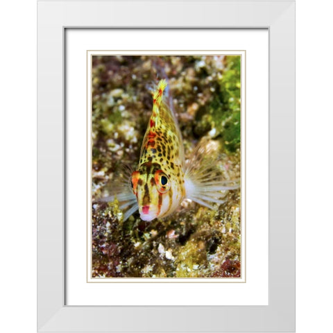 Colorful hawkfish, Raja Ampat, Papua, Indonesia White Modern Wood Framed Art Print with Double Matting by Shimlock, Jones