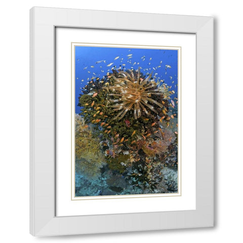 Feather star atop reef outcrop, Papua, Indonesia White Modern Wood Framed Art Print with Double Matting by Shimlock, Jones