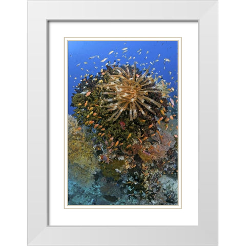 Feather star atop reef outcrop, Papua, Indonesia White Modern Wood Framed Art Print with Double Matting by Shimlock, Jones
