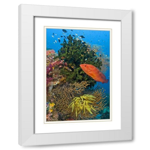 Coral trout swims past reef, Papua, Indonesia White Modern Wood Framed Art Print with Double Matting by Shimlock, Jones