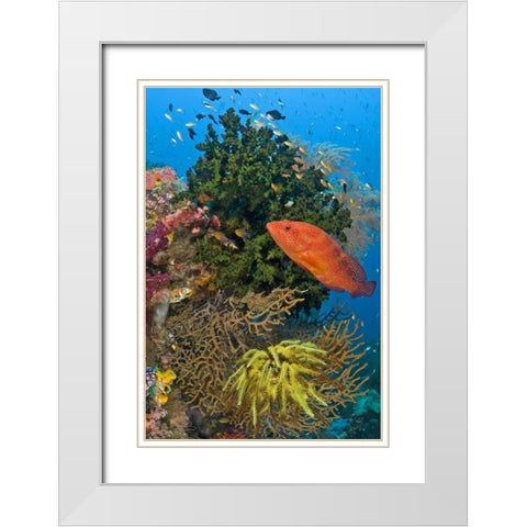 Coral trout swims past reef, Papua, Indonesia White Modern Wood Framed Art Print with Double Matting by Shimlock, Jones