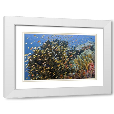 Fish swim past reef corals, Papua, Indonesia White Modern Wood Framed Art Print with Double Matting by Shimlock, Jones