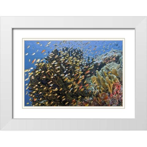 Fish swim past reef corals, Papua, Indonesia White Modern Wood Framed Art Print with Double Matting by Shimlock, Jones