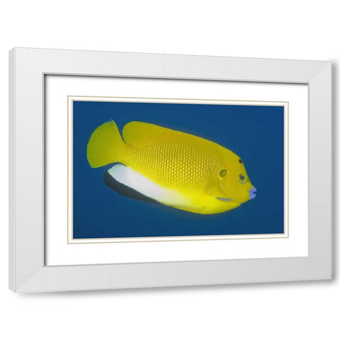 Angelfish, Raja Ampat, Papua, Indonesia White Modern Wood Framed Art Print with Double Matting by Shimlock, Jones