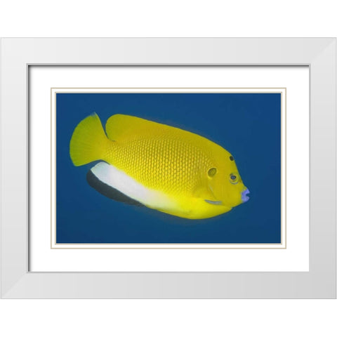 Angelfish, Raja Ampat, Papua, Indonesia White Modern Wood Framed Art Print with Double Matting by Shimlock, Jones