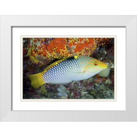 Colorful wrasse, Raja Ampat, Papua, Indonesia White Modern Wood Framed Art Print with Double Matting by Shimlock, Jones