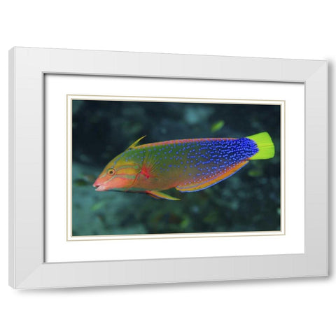 Colorful wrasse, Raja Ampat, Papua, Indonesia White Modern Wood Framed Art Print with Double Matting by Shimlock, Jones
