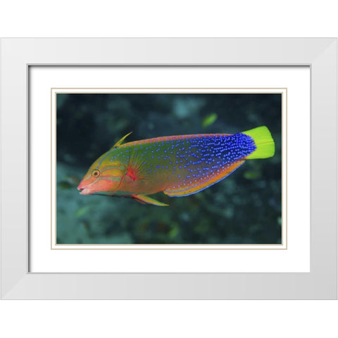 Colorful wrasse, Raja Ampat, Papua, Indonesia White Modern Wood Framed Art Print with Double Matting by Shimlock, Jones