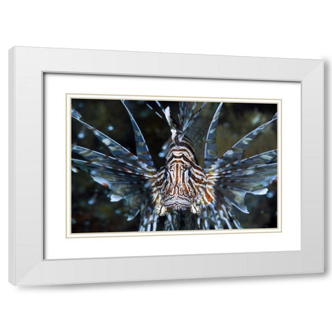 Frontal Poisonous scorpionfish, Papua, Indonesia White Modern Wood Framed Art Print with Double Matting by Shimlock, Jones