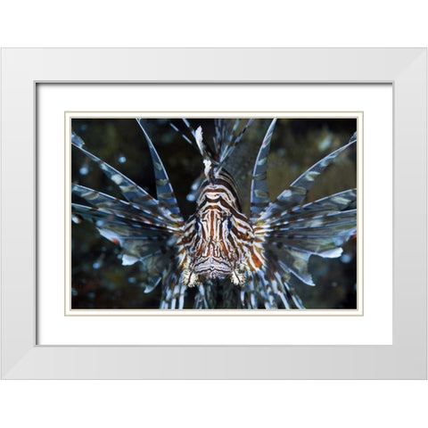 Frontal Poisonous scorpionfish, Papua, Indonesia White Modern Wood Framed Art Print with Double Matting by Shimlock, Jones