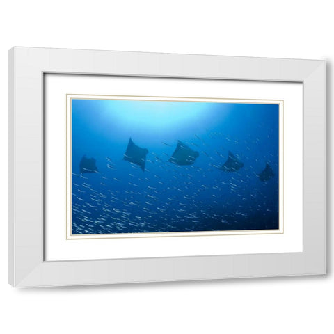 Five rays swim past baitfish, Papua, Indonesia White Modern Wood Framed Art Print with Double Matting by Shimlock, Jones