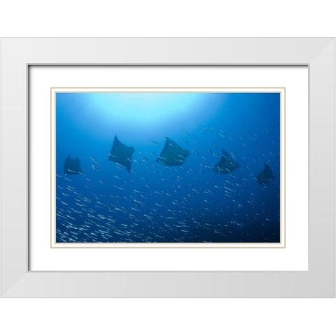 Five rays swim past baitfish, Papua, Indonesia White Modern Wood Framed Art Print with Double Matting by Shimlock, Jones